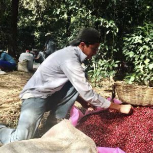 el salvador coffee santa ana