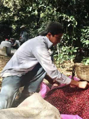 el salvador coffee santa ana